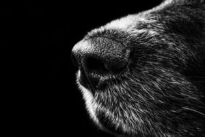 grayscale animal nose